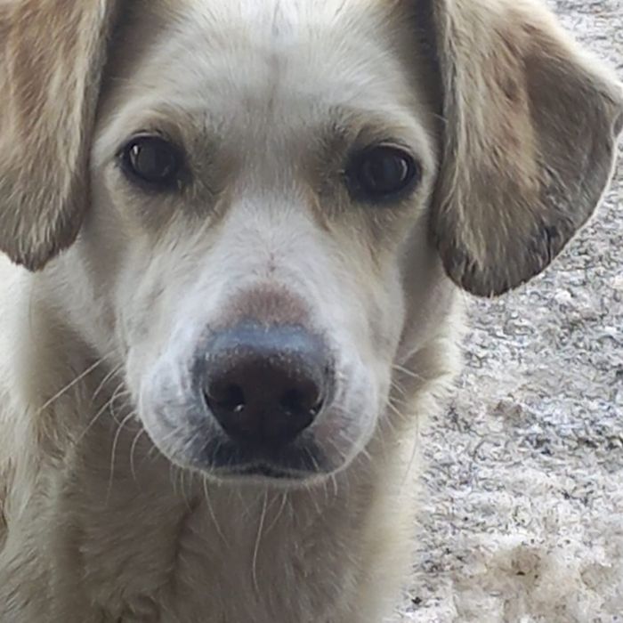 Отдаю хорошим людям