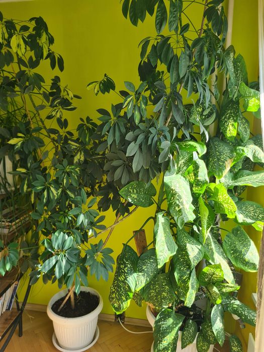 Големи стайни растения - Шефлера и Дифенбахия