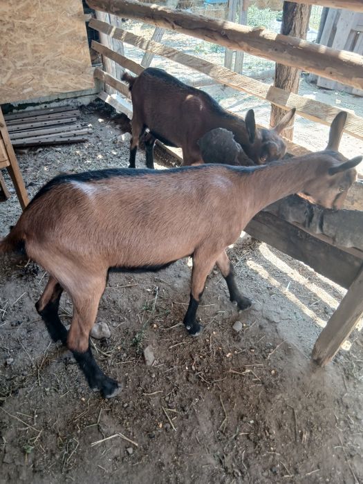 Vând sau schimb cu cereale 2 iede Alpina Franceză