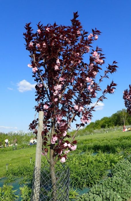 Cires Japonez Royal Burundy