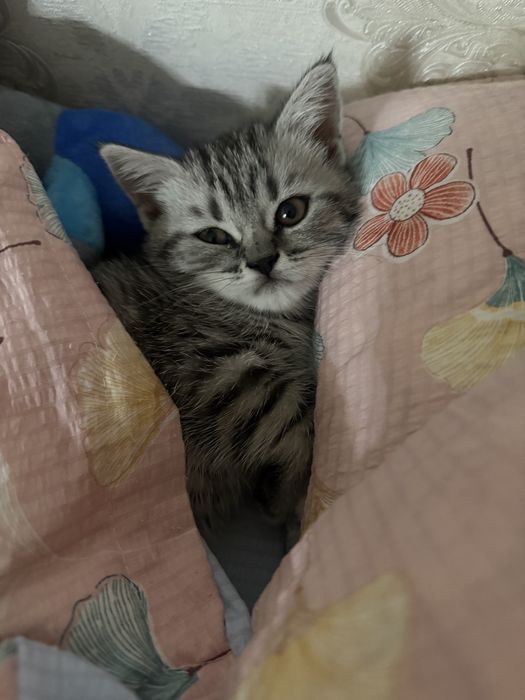 Продам котенка шотланский