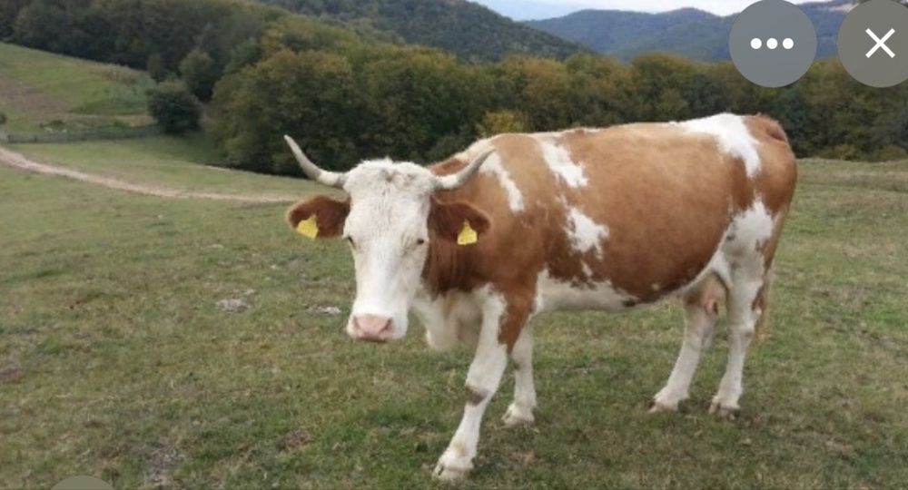 Vaca gestanta baltata romaneasca