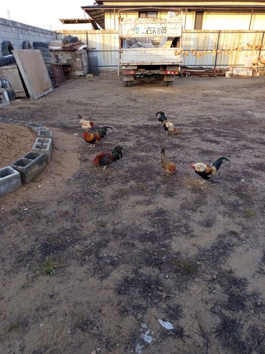 Куры   бентамки