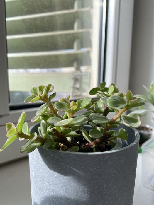 Крассула (полтуракария арфа)