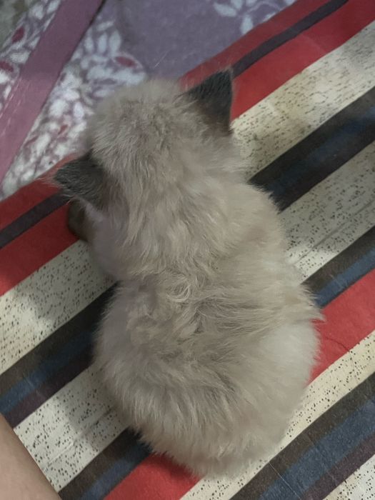 Котята Рэгдолл ШЫМКЕНТ