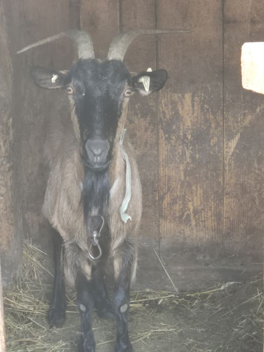 Vând capre si un țap