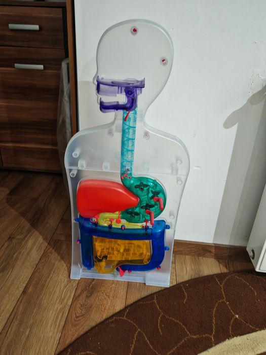 Vând schelet corpul uman + sistem digestiv