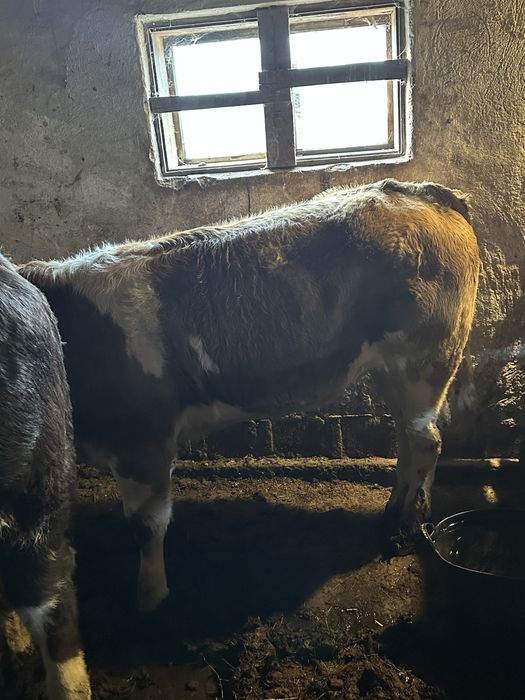 Vand Tauras si vitea