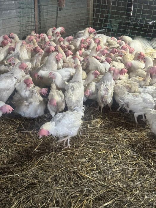 Куры несушки ОПТОМ и в РОЗНИЦУ