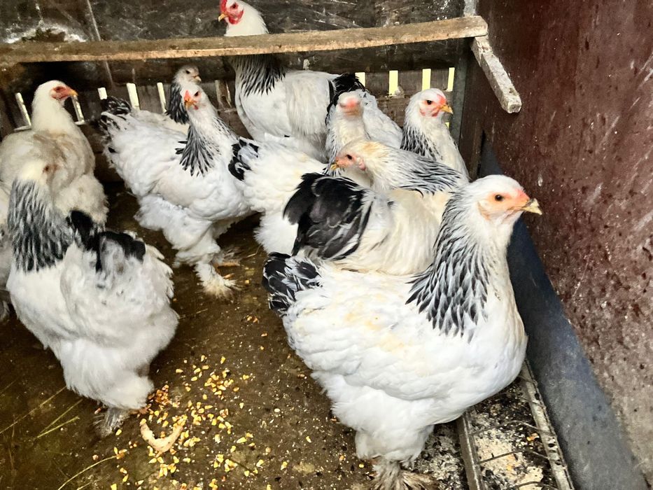 Oua pentru incubat rase deosebite