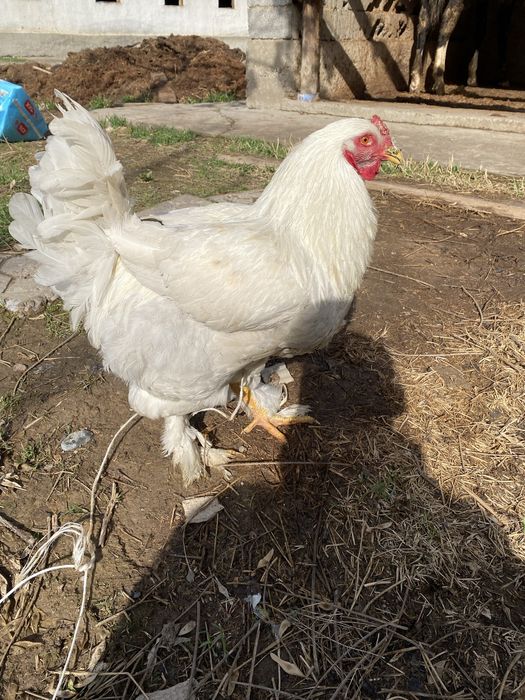 Продается петух а