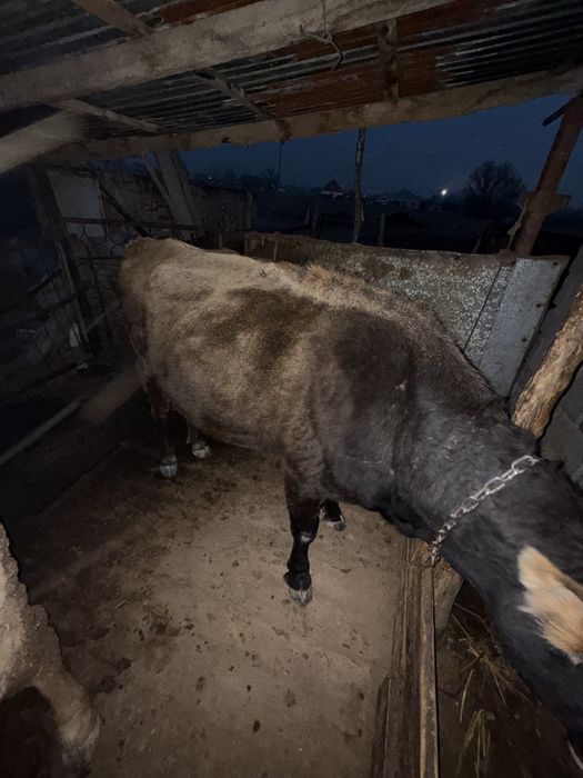 Буаз сыйыр сатылады.