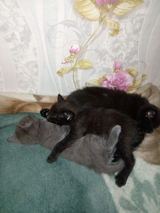 Отдам котят в добрые руки