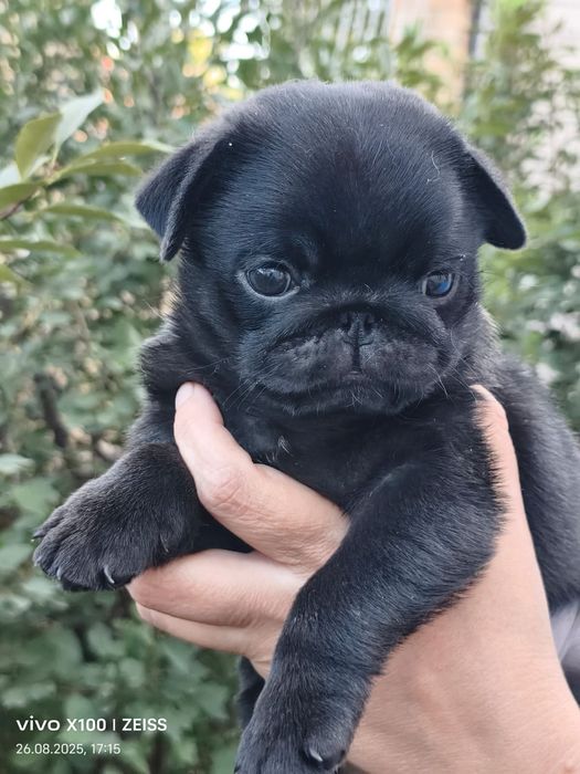 Продам шикарного щенка мопсика