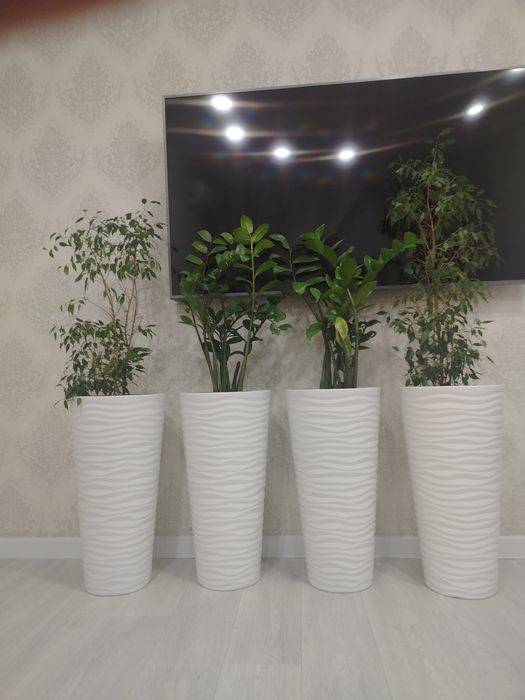 Продам цветы долоровые домашние!