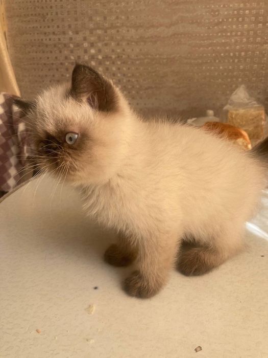 Экзотические вислоухие (Флеппиг)