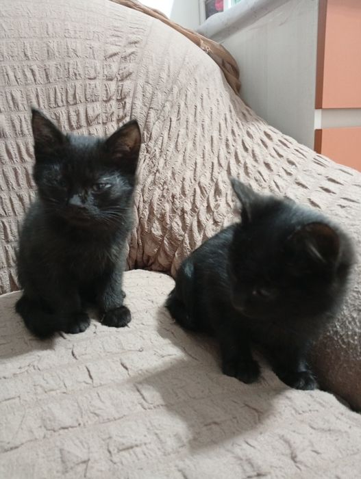 Два брата акробата ищют дом