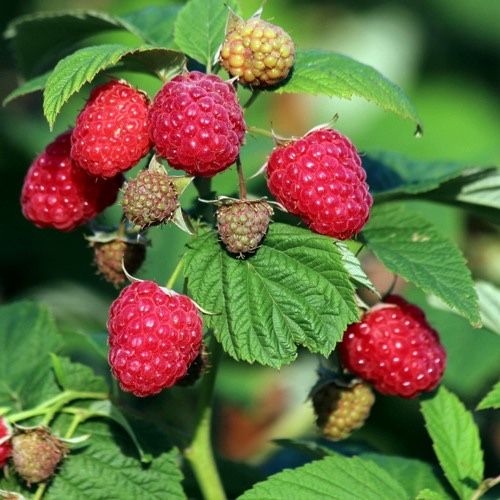 Малина ремонтатные