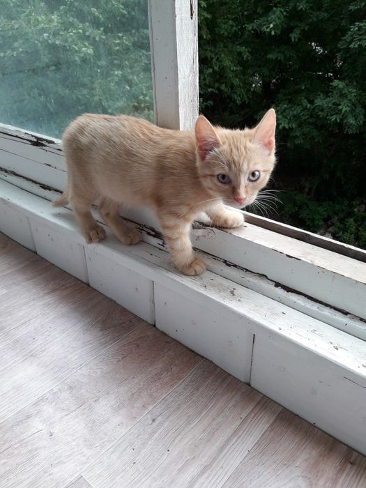 Срочно пристраиваем котенка
