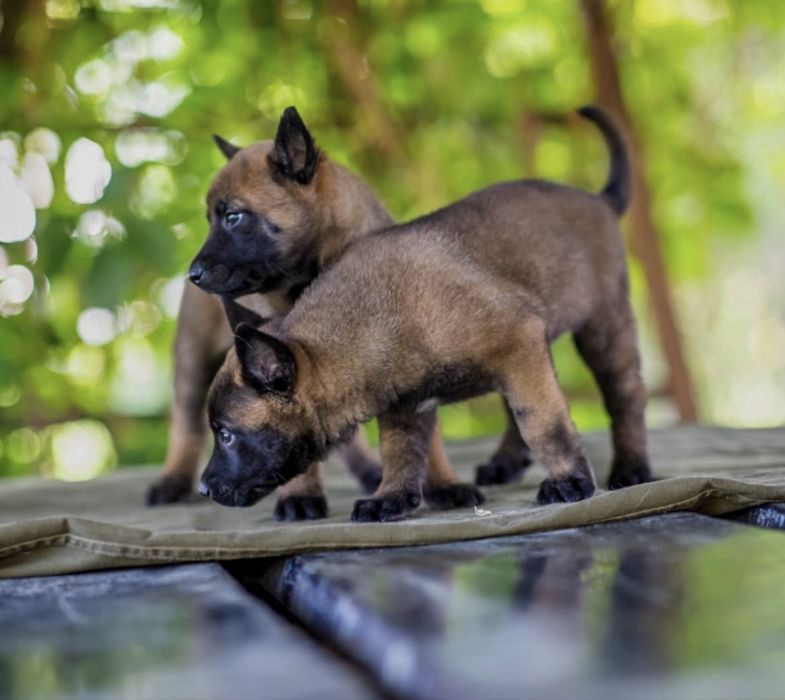 Ciobanesc Belgian Malinois