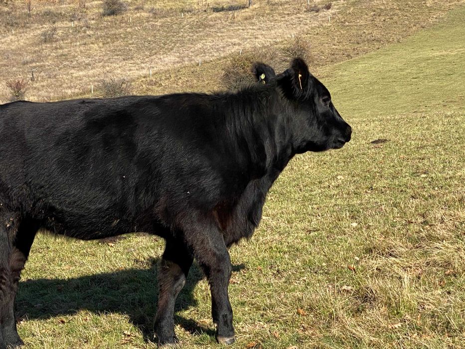 Gestante Angus cu Pedigree!