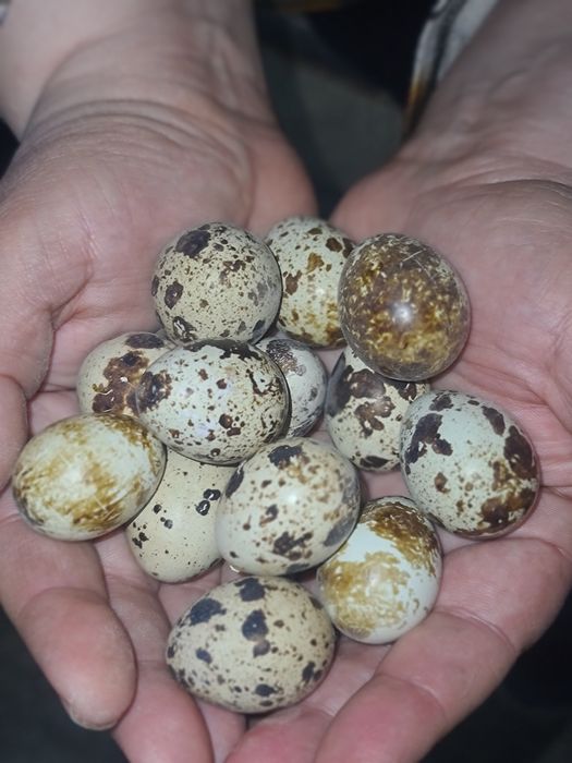 Перепелинные яйца