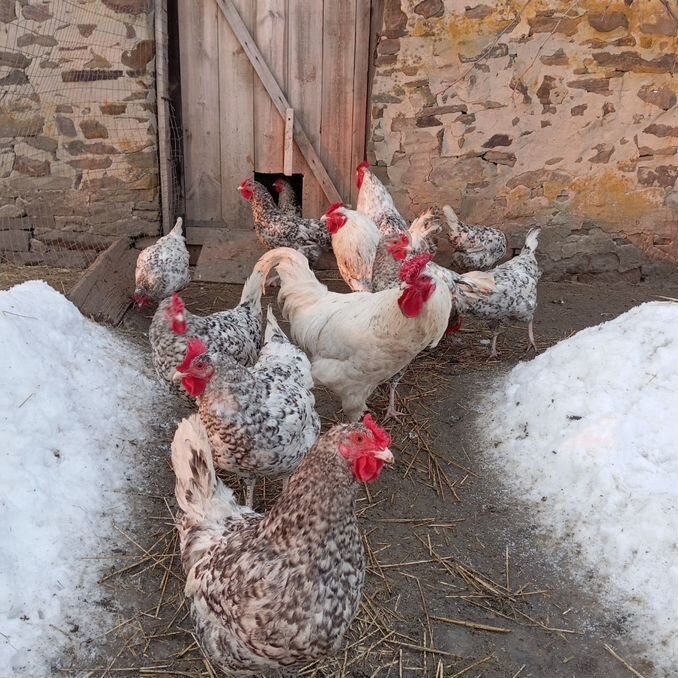 Инкубационные яйца домашних кур