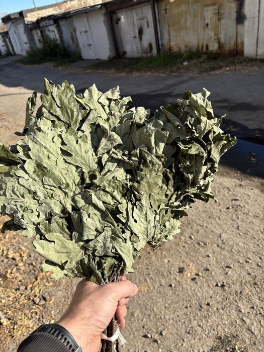 Дубовые веники этого глда