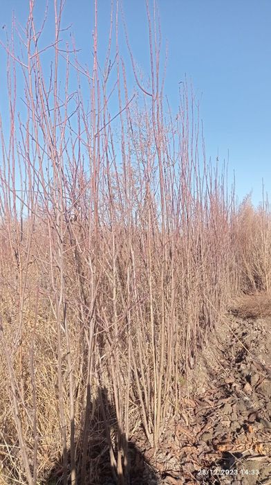 Mevali daraxt ko'chatlari sotiladi