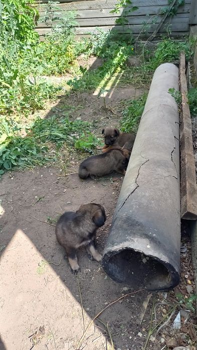 Щенки мальчики и девочки