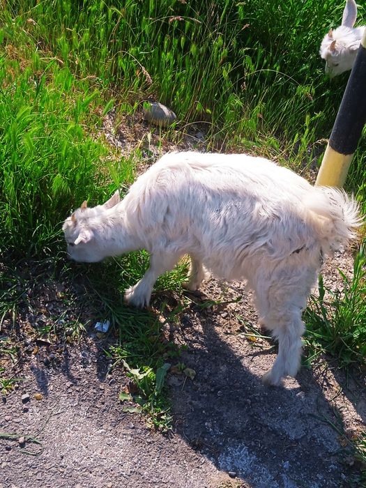 Zanin echkilar sotiladi ona bola emas  manzil Toshkentda Xasanboyda