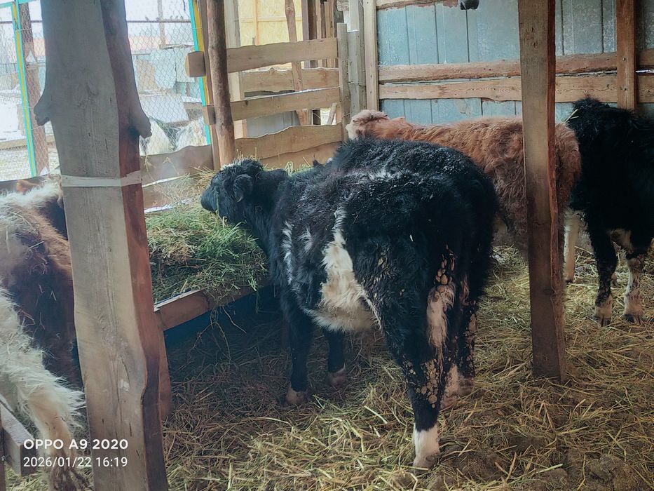 Баспактар сатылады