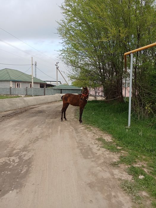 Тай сатылады 10 ай