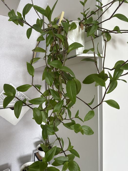 Комнатные цветы укоренившиеся