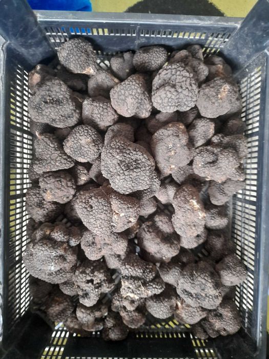 Trufe proaspete culese recent