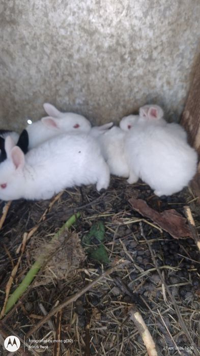 Iepurași rasa comuna