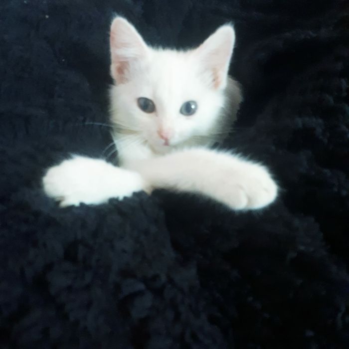 Отдам бесплатно котят