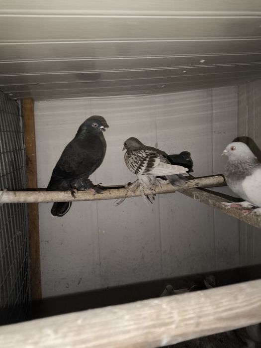 Qush:Kaptarlar sotiladi