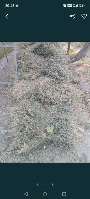 Beda bog' sotiladi mayin barra narxi kelshamza