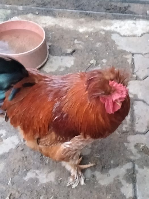 De vânzare cocoș moțat și auroncana.