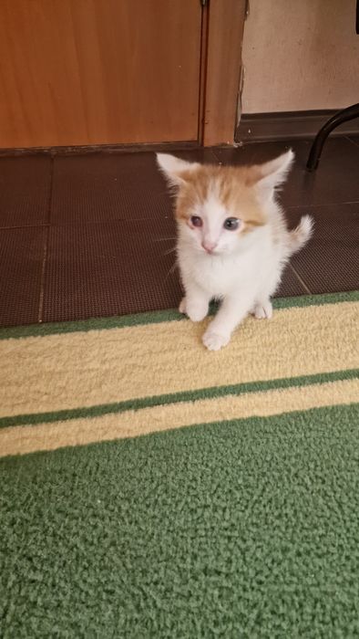 Отдам котенка в добрые руки