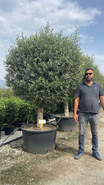 Măslini seculari (calitate extra) toate dimensiunile