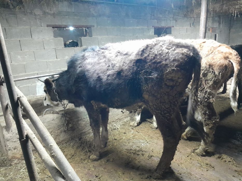 Сиыр на откорм корова на откорм