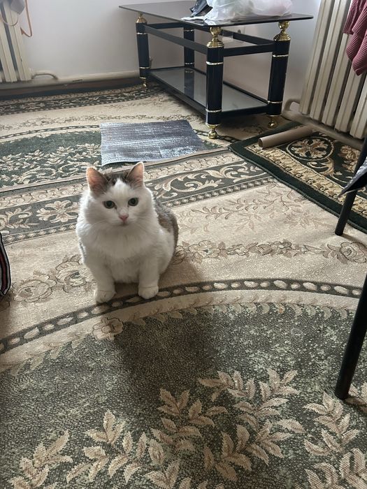 Отдам кошку в добрые руки