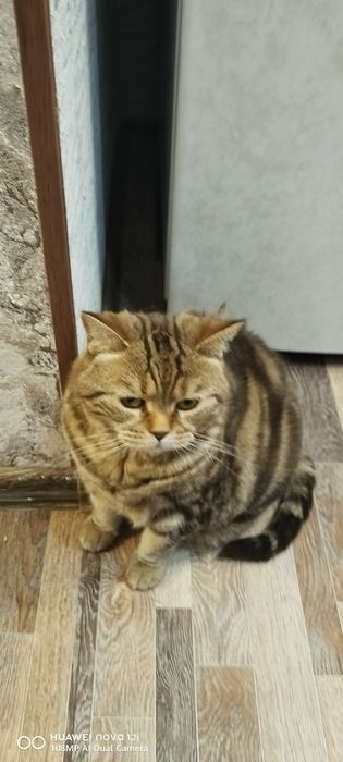 Отдам в хошии руки.