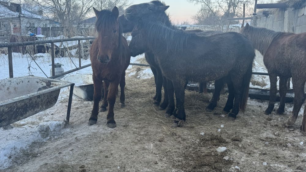 Тай на соғым с откорма