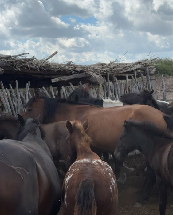 Жабагы шубар сатылады еркек