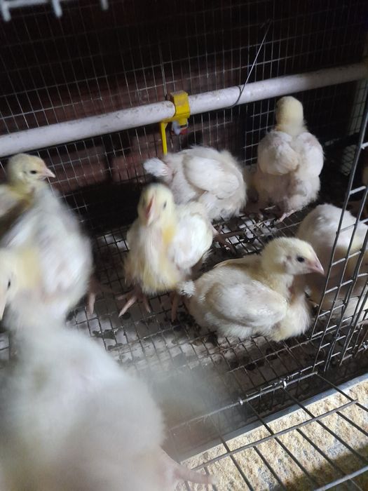 Vand pui toate roca 750g-15 cabir colorati450g-12