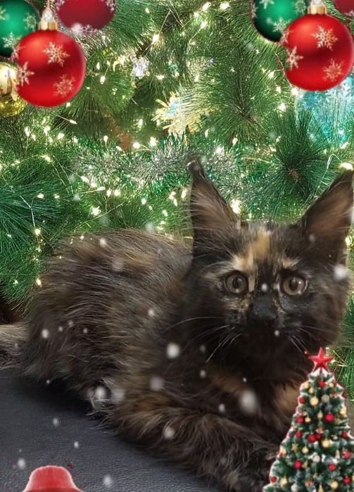 Комочек счастья ищет самые добрые  ручки!