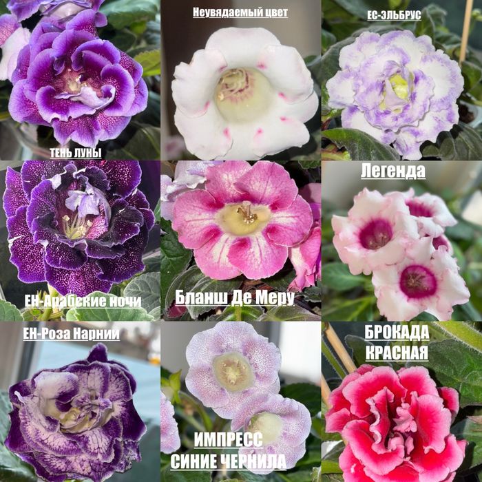 Свежий срез лист глоксинии